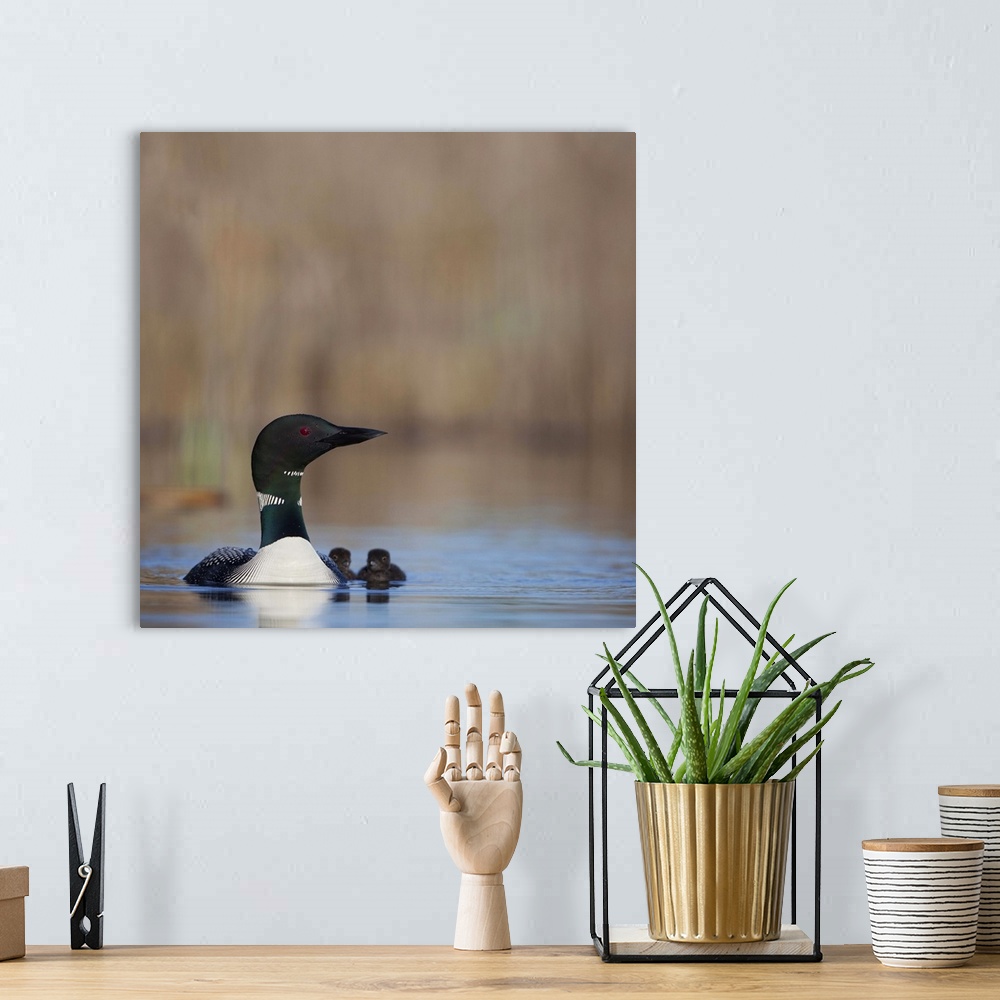 A bohemian room featuring Canada, British Columbia. Common Loon (Gavia Immer) adult female and two-day old chicks on Lac Le...