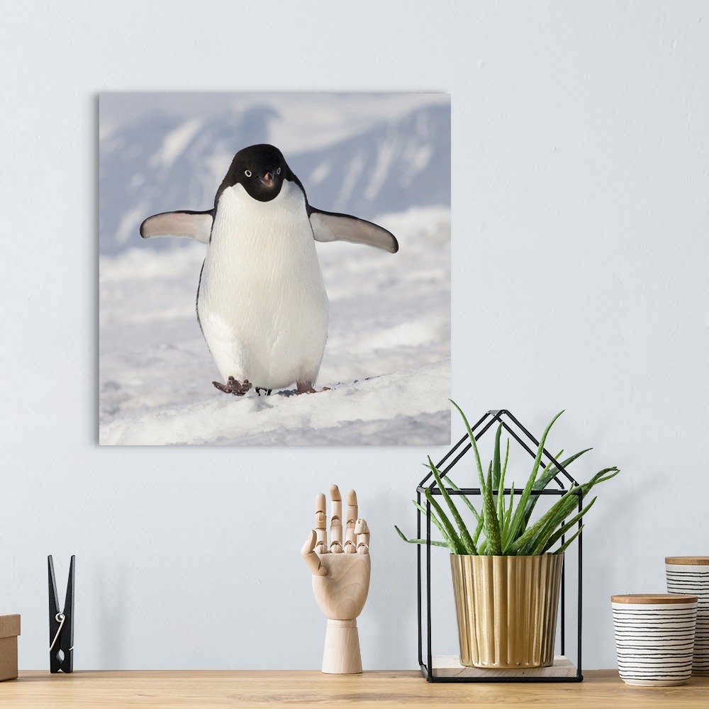 A bohemian room featuring Cape Washington, Antarctica. Adelie penguin walks forward.