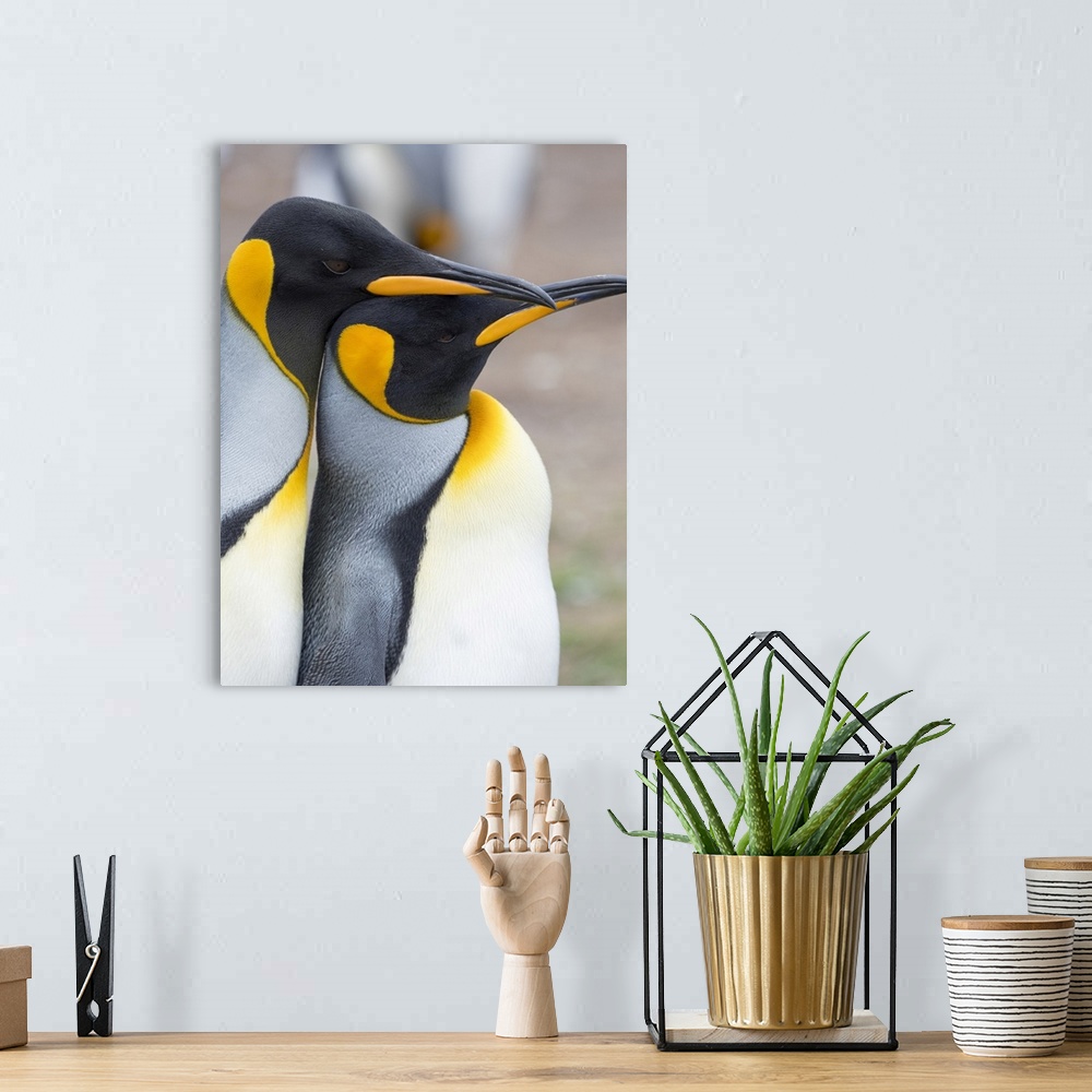 A bohemian room featuring Courtship display. King Penguin on Falkland Islands.