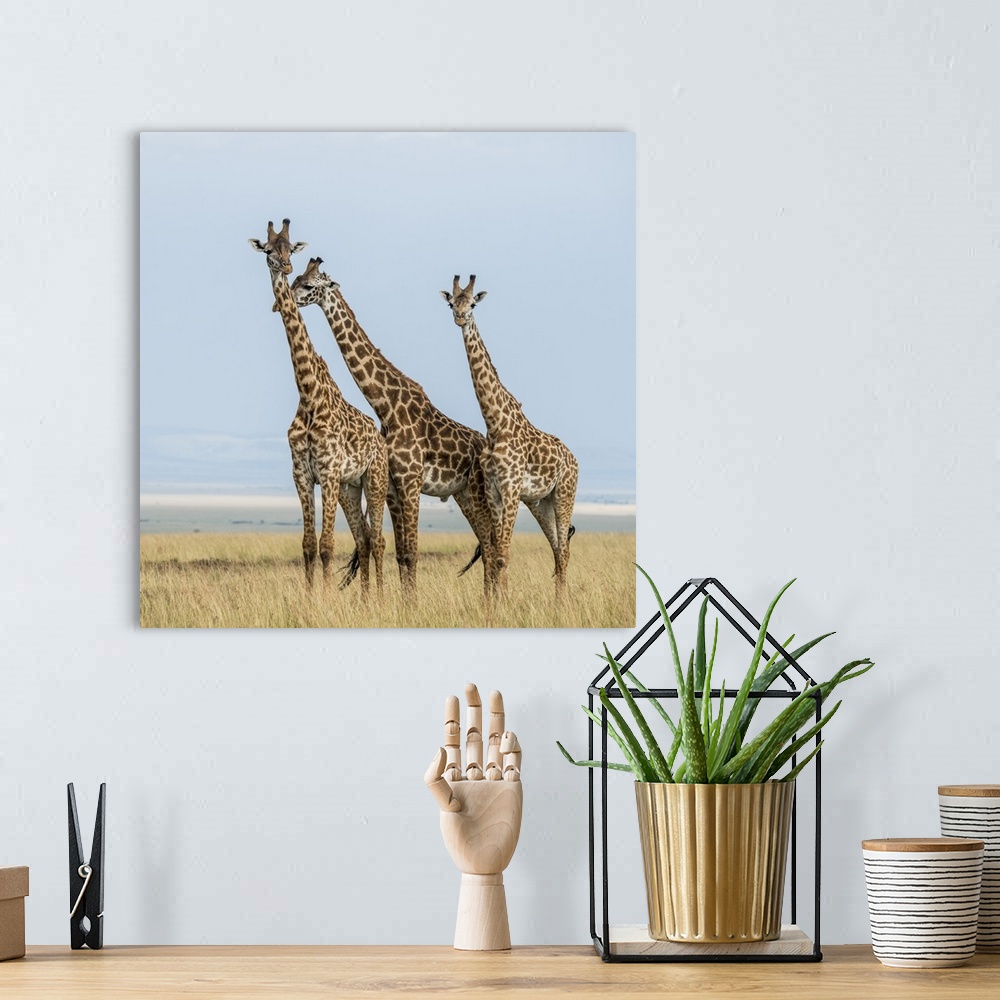 A bohemian room featuring East Kenya, Maasai Mara National Reserve, Mara Conservancy, Mara Triangle, Maasai giraffe.