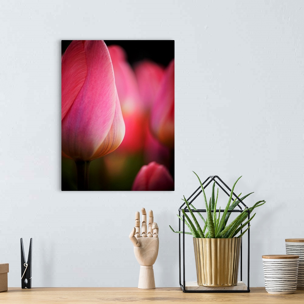 A bohemian room featuring Europe, Netherlands, Macro image of Colorful Tuliip.