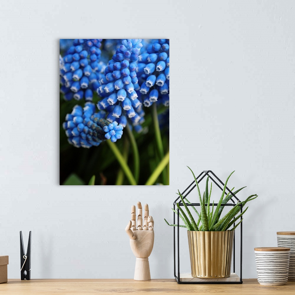 A bohemian room featuring Grape hyacinth in bloom.