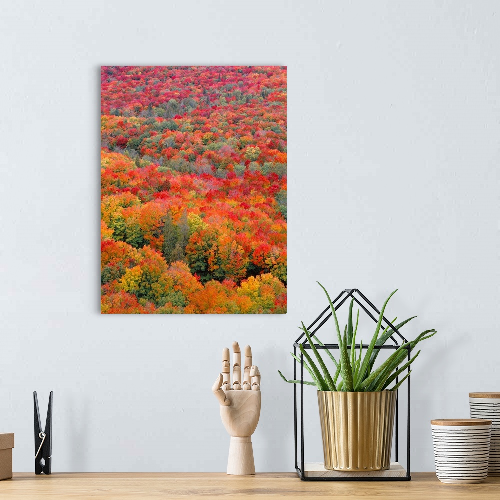 A bohemian room featuring USA, Minnesota, Superior National Forest, Spectacular autumn colors of northern hardwood forest.