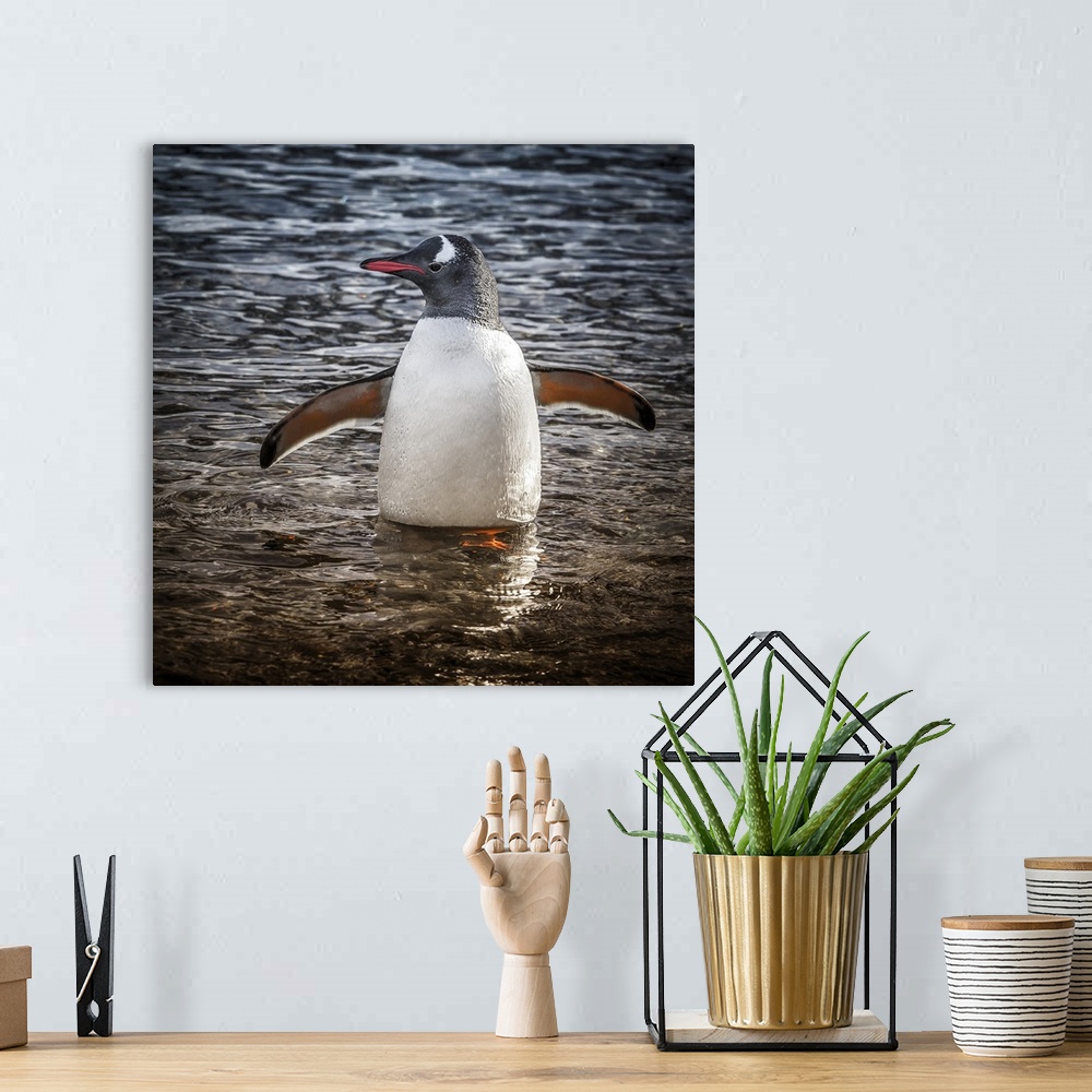 A bohemian room featuring Neko Harbor, Antarctica. Gentoo Penguin standing in the water.