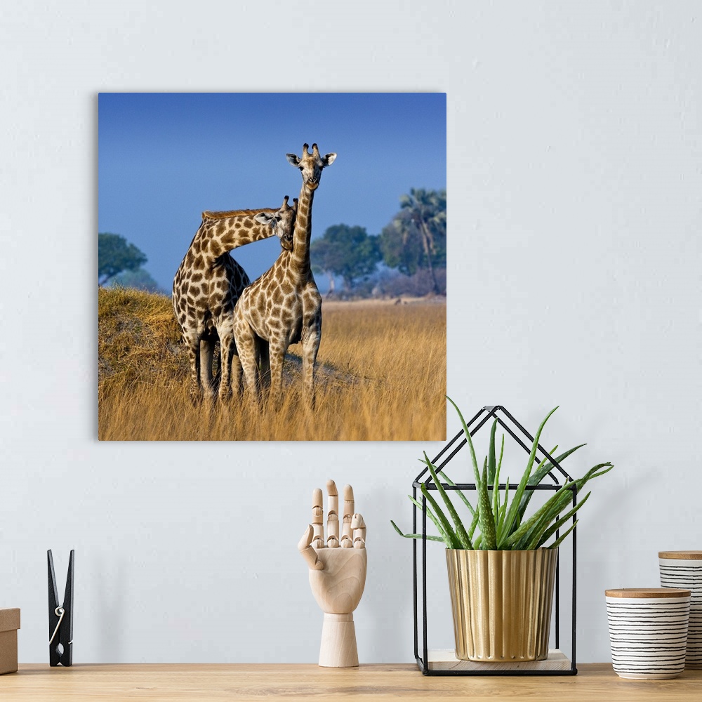 A bohemian room featuring Okavango Delta, Botswana. A pair of young giraffe necking.