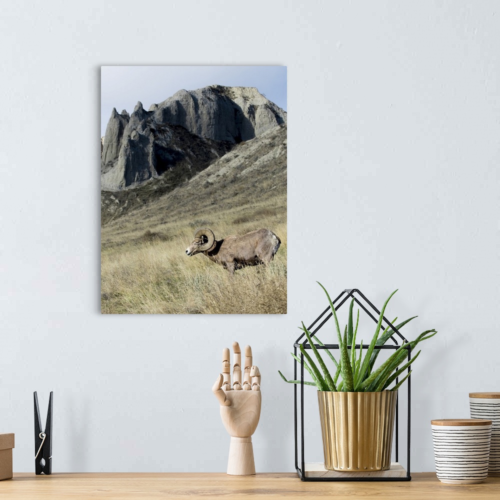 A bohemian room featuring Rocky Mountain bighorn sheep grazing in grasslands. Mature rams.
