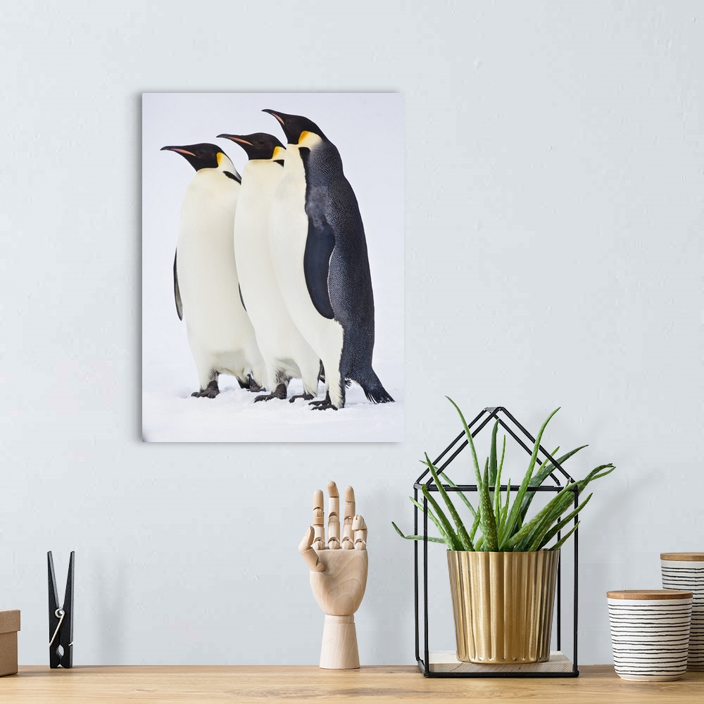 A bohemian room featuring Snow Hill, Antarctica. Three Emperor penguins standing tall.