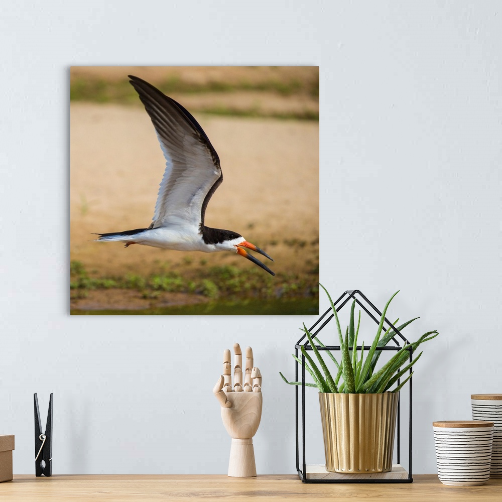 A bohemian room featuring South America. Brazil. A black skimmer (Rynchops niger) in the Pantanal, the world's largest trop...