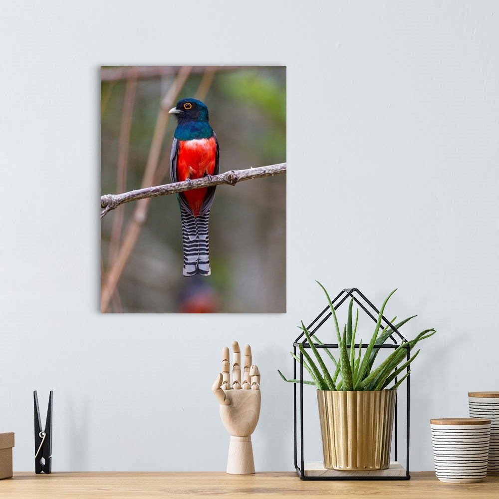 A bohemian room featuring South America. Brazil. A blue-crowned trogon (Trogon curucui) commonly found in the Pantanal, the...