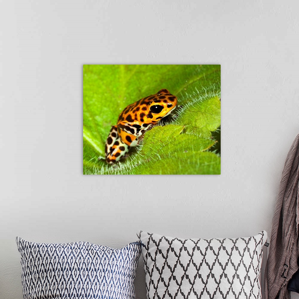 A bohemian room featuring South America, Panama. Yellow form of poison dart frog on spiny plant.