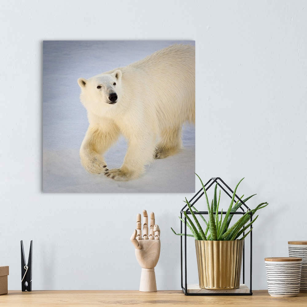 A bohemian room featuring Svalbard, Norway. Close-up of a Polar Bear walking.