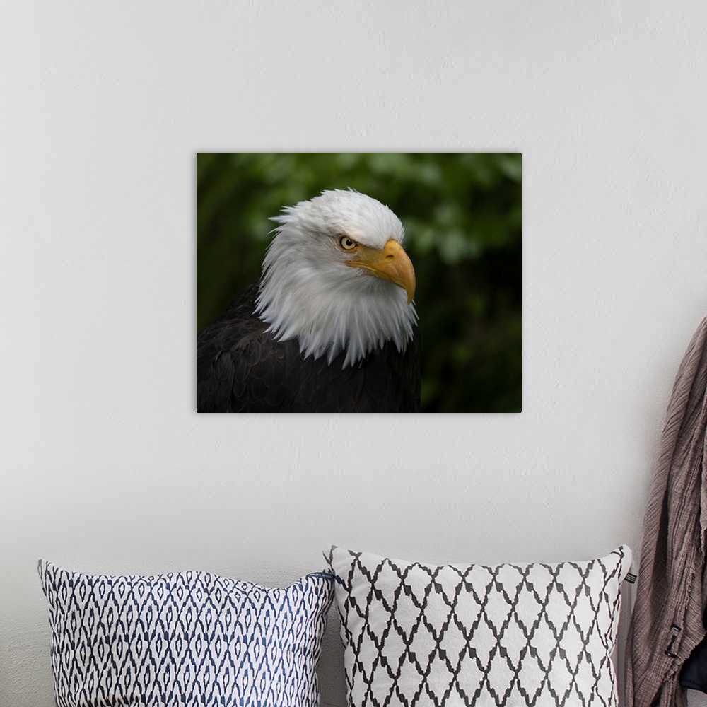 A bohemian room featuring Usa, Alaska. Alaska Raptor Center, this bald eagle poses for the camera. United States, Alaska.