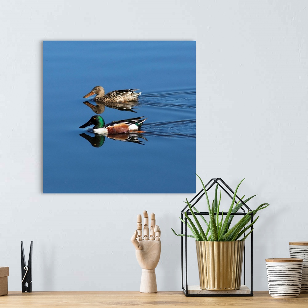 A bohemian room featuring USA, California. Mated pair of ring-necked ducks swimming.