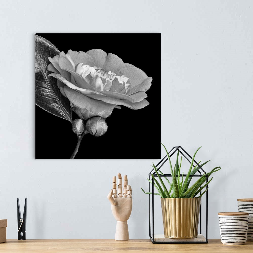 A bohemian room featuring Bright monochrome white veined camellia blossom. Two buds and two glossy leaves on black background.