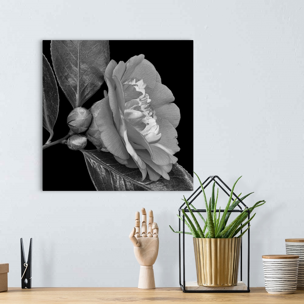 A bohemian room featuring Bright monochrome white veined camellia blossom. Two buds and two glossy leaves on black background.