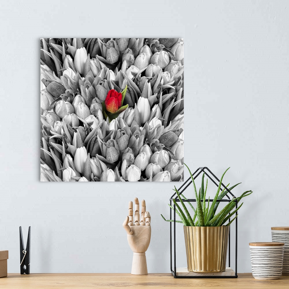 Tulips, Black White With One Red Flower Wall Art, Canvas Prints, Framed  Prints, Wall Peels