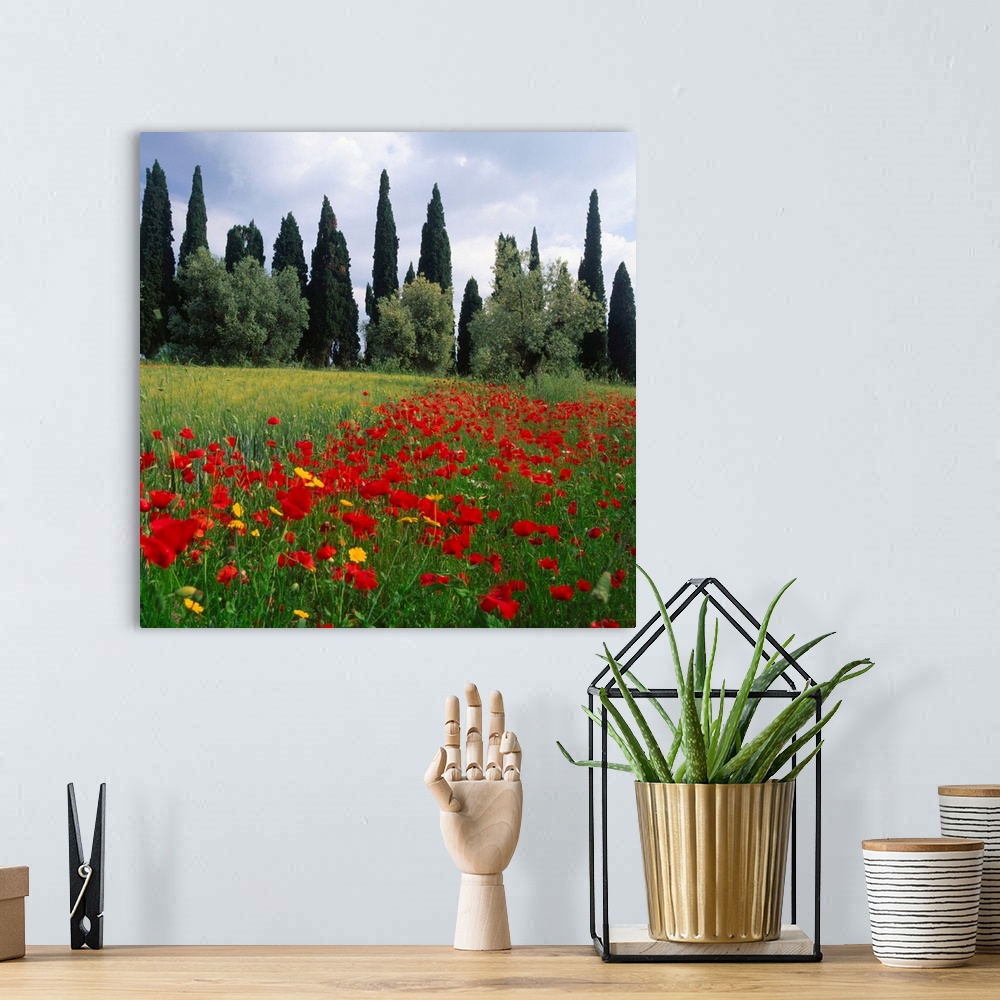 A bohemian room featuring Italy, Tuscany, hills with cypress tree