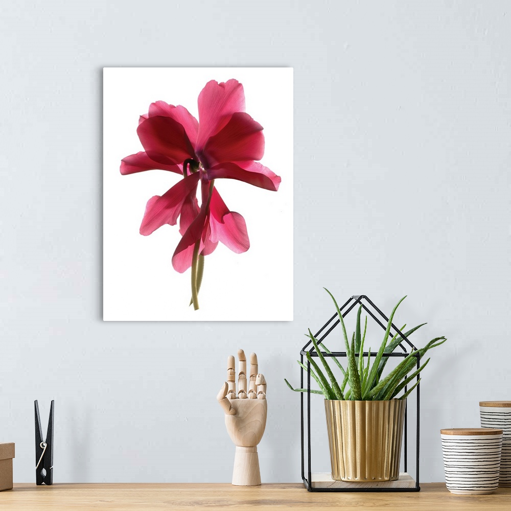 A bohemian room featuring Photograph of a red Cyclamen flower with transparent petals on a solid white background.