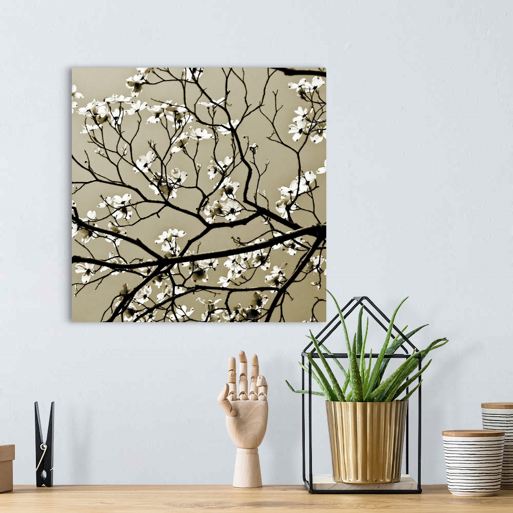 A bohemian room featuring Square photograph on a large wall hanging of blooming branches of a Dogwood tree in the sunlight.