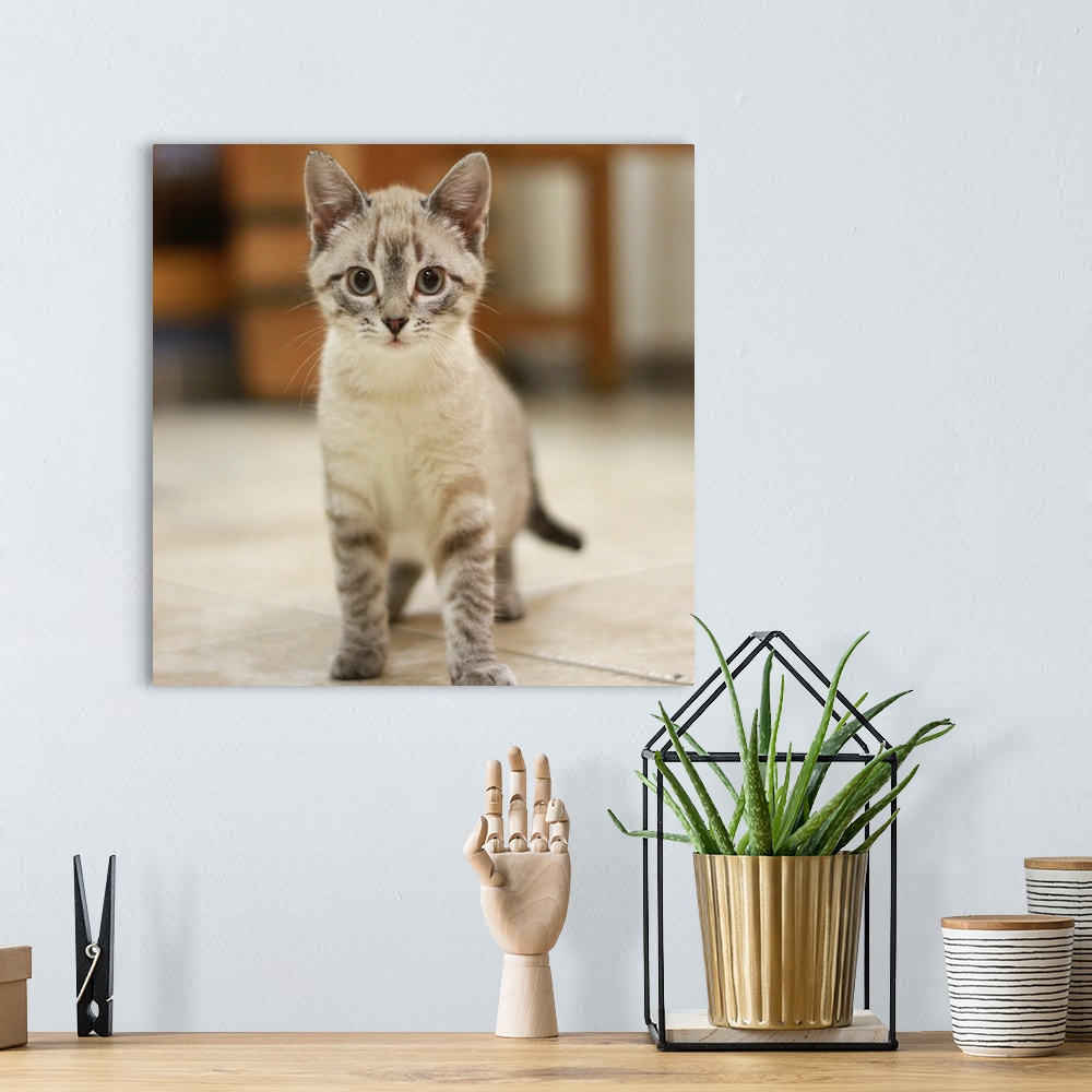 A bohemian room featuring Simone kitten adoption stray rescue silver tabby