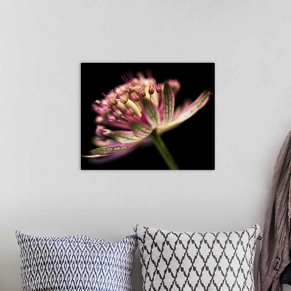 A bohemian room featuring Astrantia flower on black background.