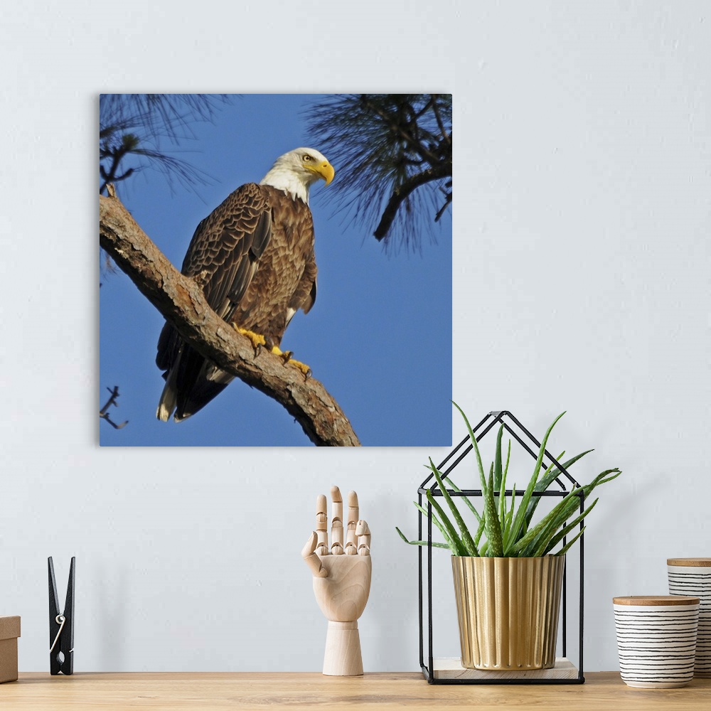 A bohemian room featuring Bald eagle sitting on branch of tree against blue sky.