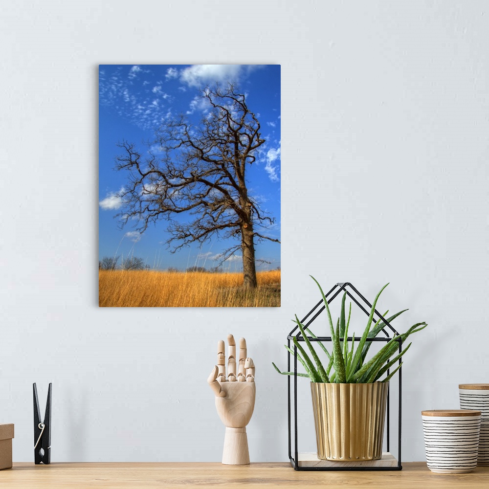 A bohemian room featuring Bare tree in sitting in wheat field in winter,  against blue sky with sparse fluffy clouds.