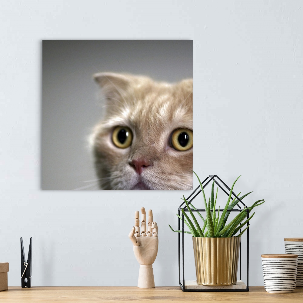 A bohemian room featuring Cat head with watchful eyes with clear background.
