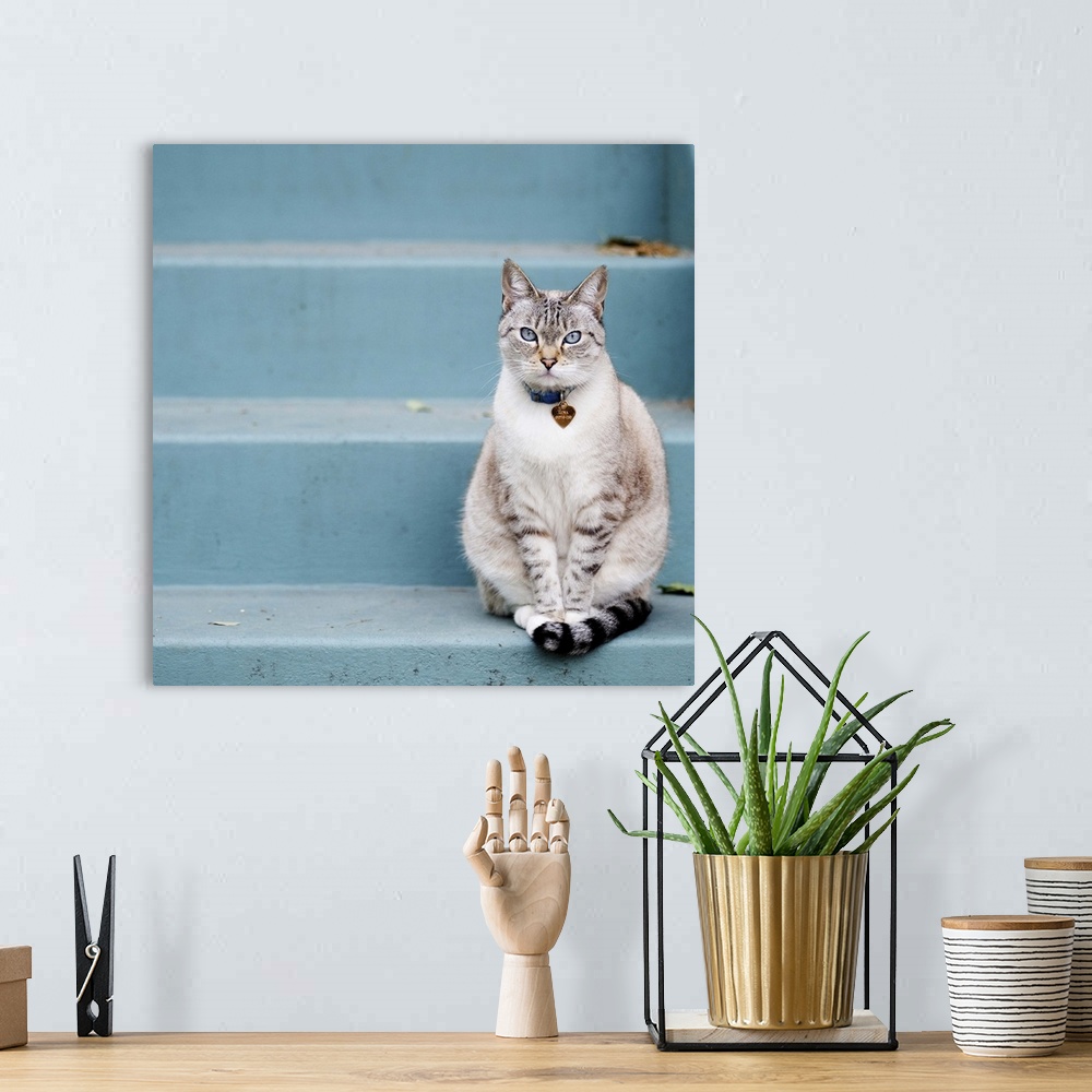 A bohemian room featuring Cat on blue steps