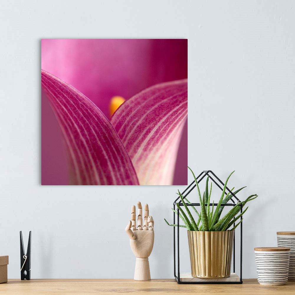 A bohemian room featuring Close-Up Of Calla Lily