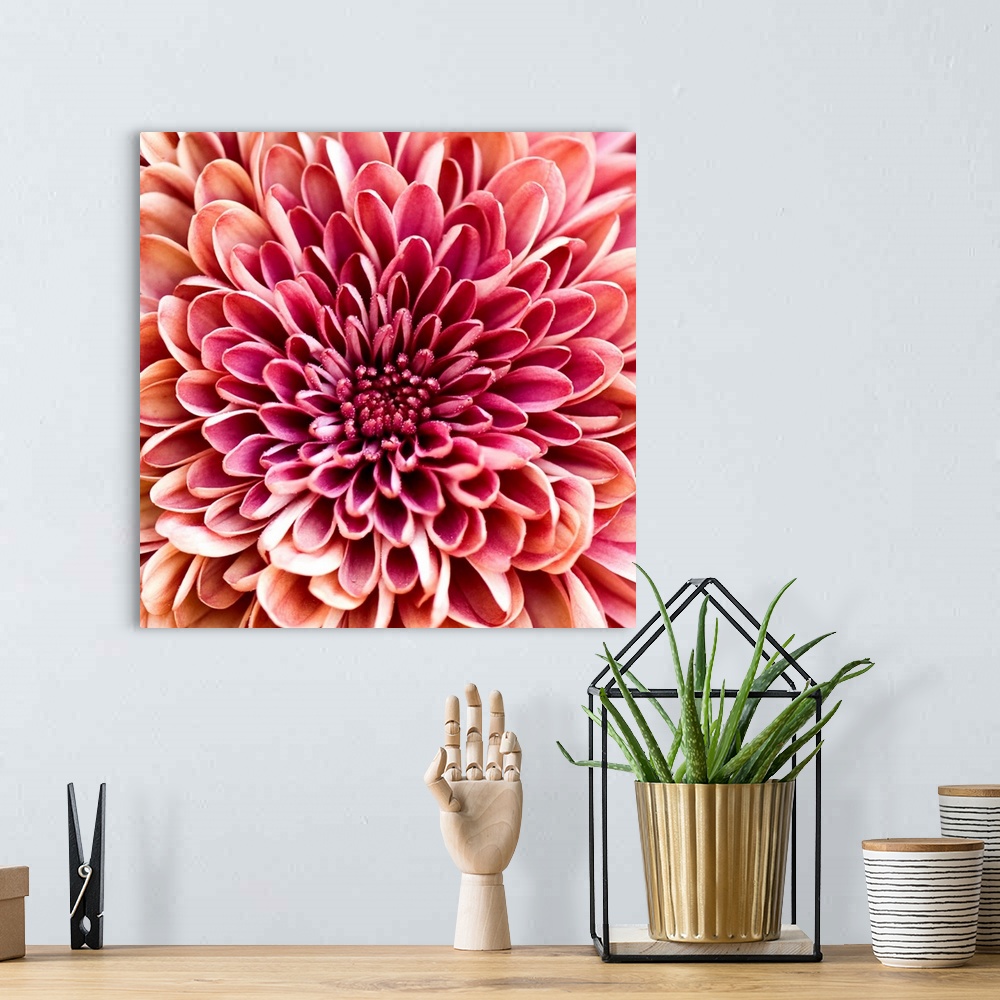 Close up of chrysanthemum. Wall Art, Canvas Prints, Framed Prints, Wall ...