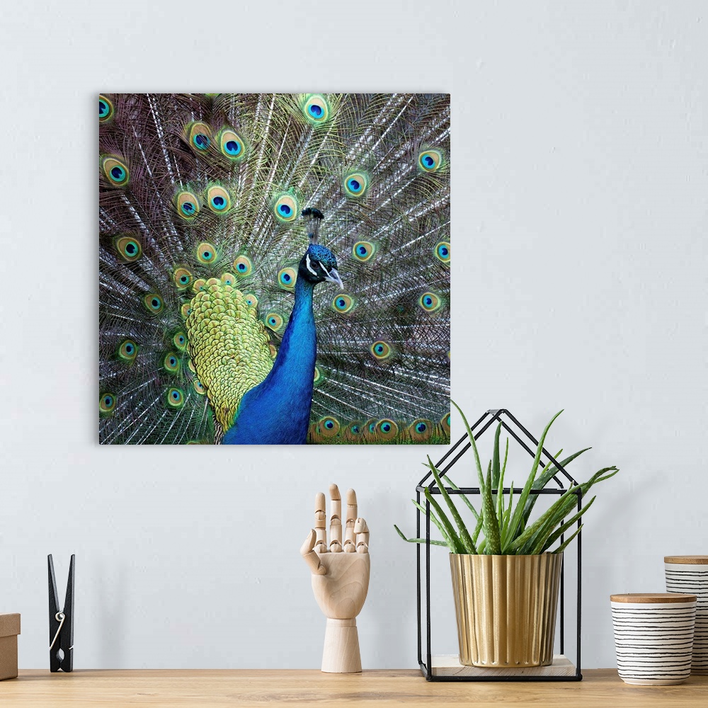 A bohemian room featuring Close up of peacock showing its beautiful feather.
