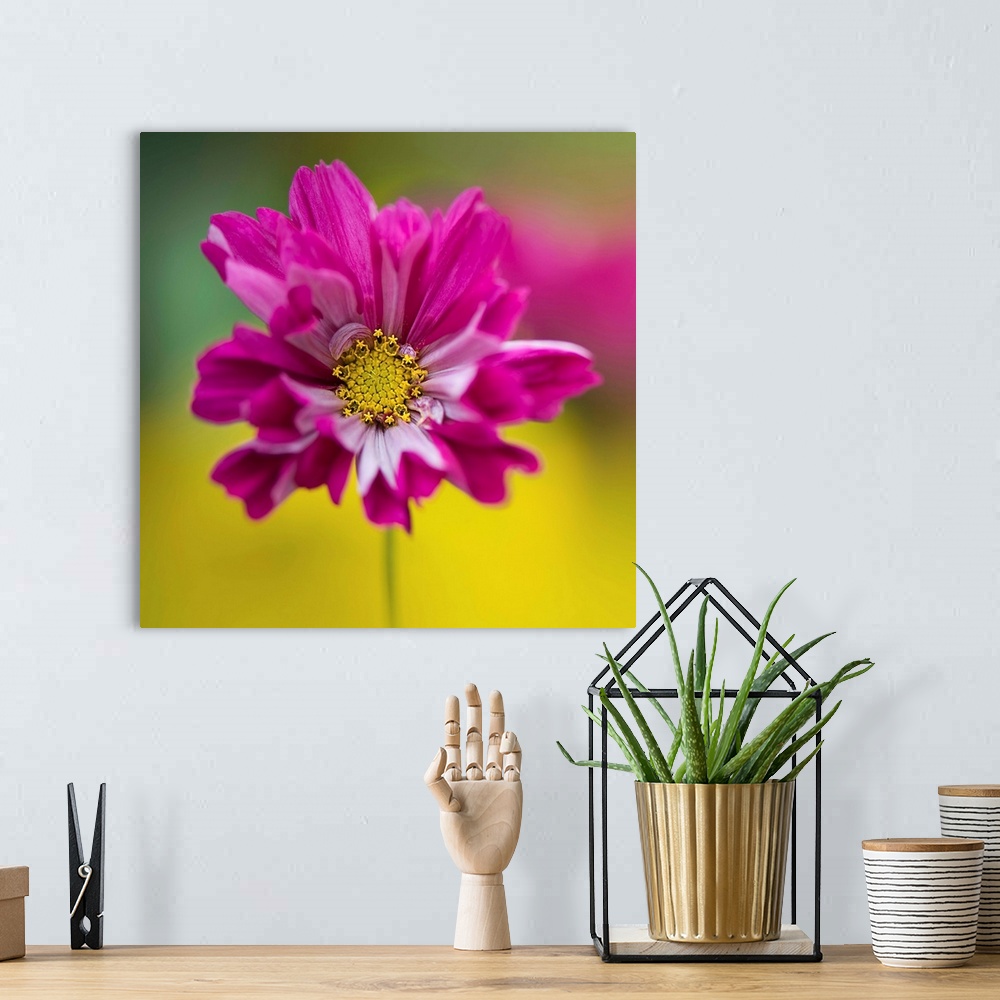 A bohemian room featuring Colorful cerise pink single cosmos sonata facing front.