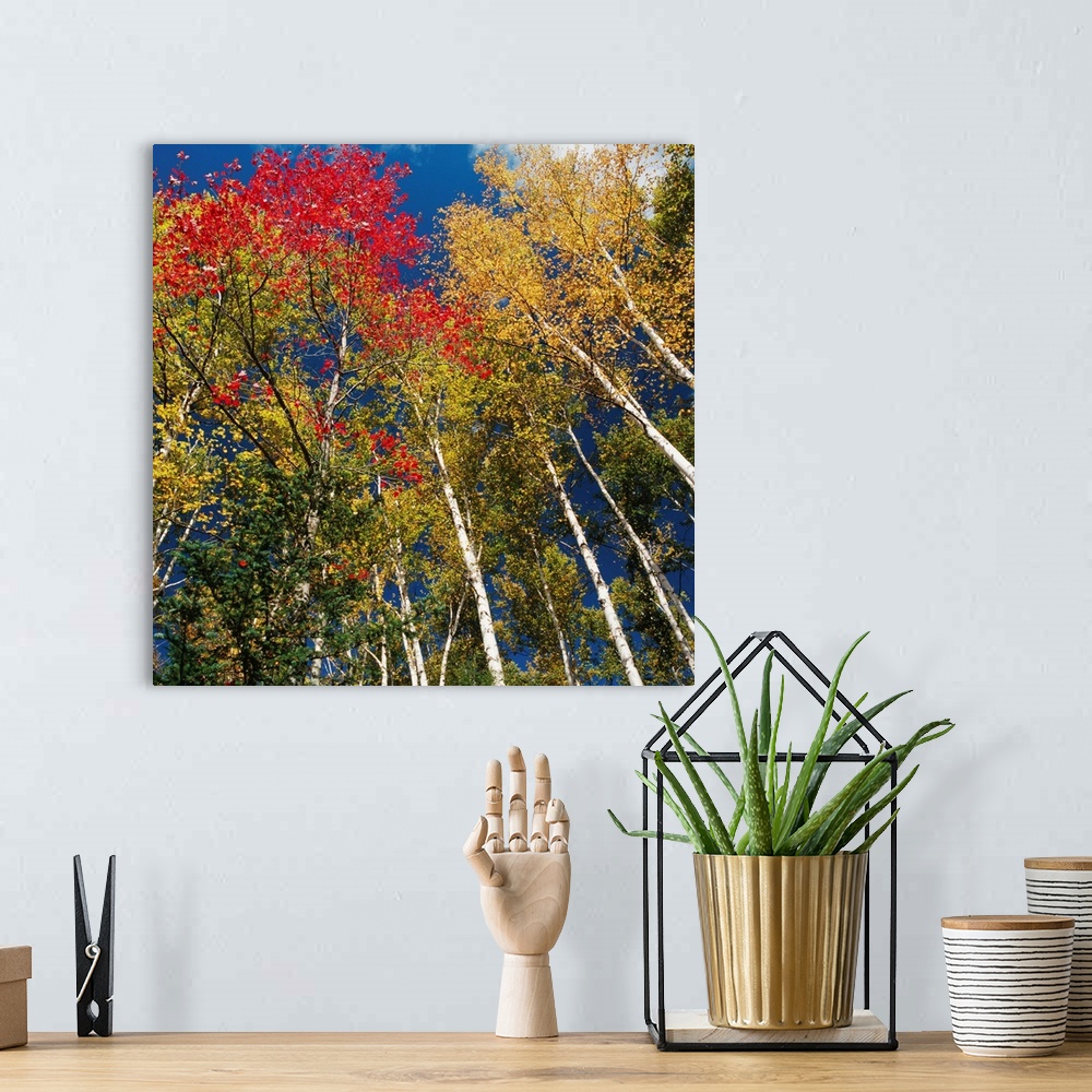A bohemian room featuring Colorful Trees In Autumn At Acadia National Park