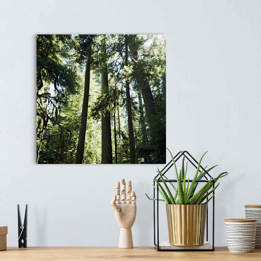 A bohemian room featuring Coniferous forest