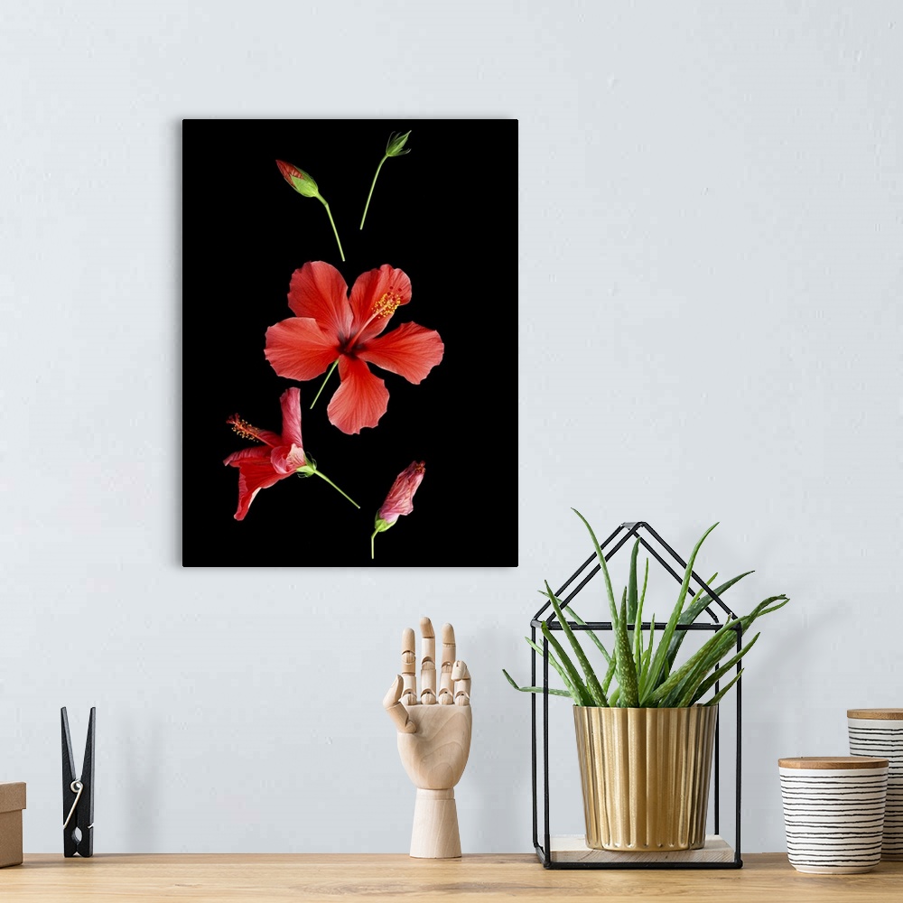 A bohemian room featuring Red hibiscus flower in five different stages of life, tight green bud, bud showing a flash of red...