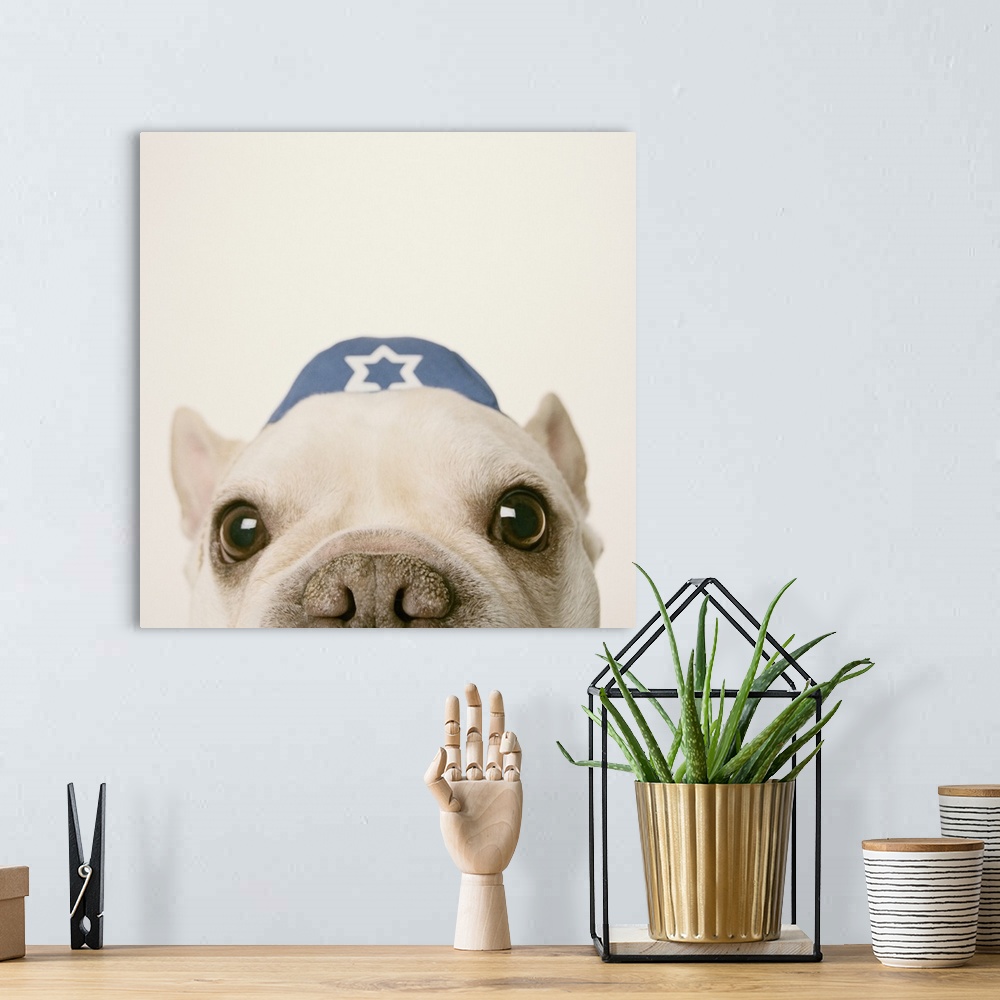 A bohemian room featuring French Bulldog wearing yarmulke on white background, close-up