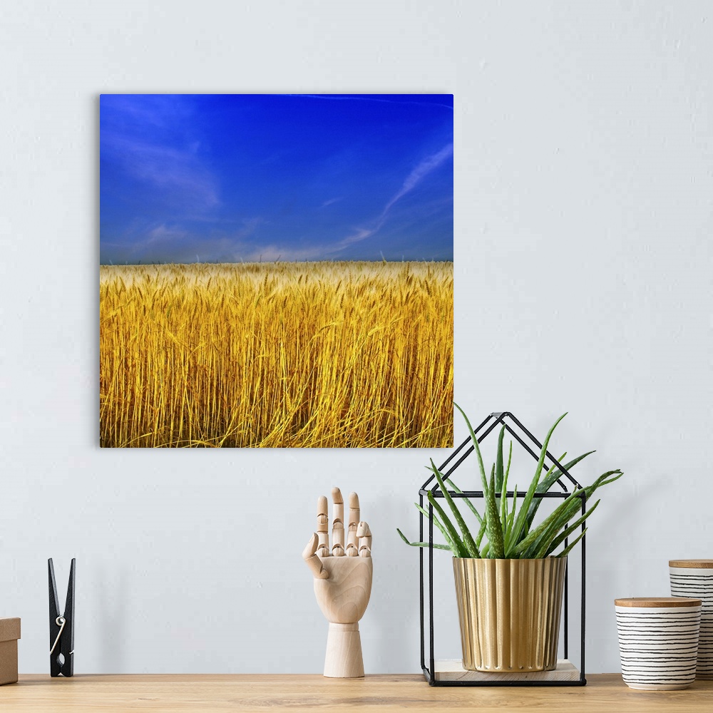 A bohemian room featuring Golden Wheat field against blue sky.