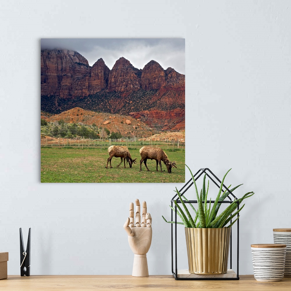 A bohemian room featuring With red rock formations as backdrop, molting elk grazing in pasture at Zion Canyon Elk Ranch in ...