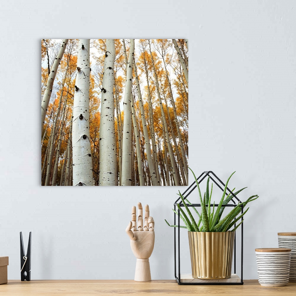 A bohemian room featuring Grove Of Coloful Aspens In Fall