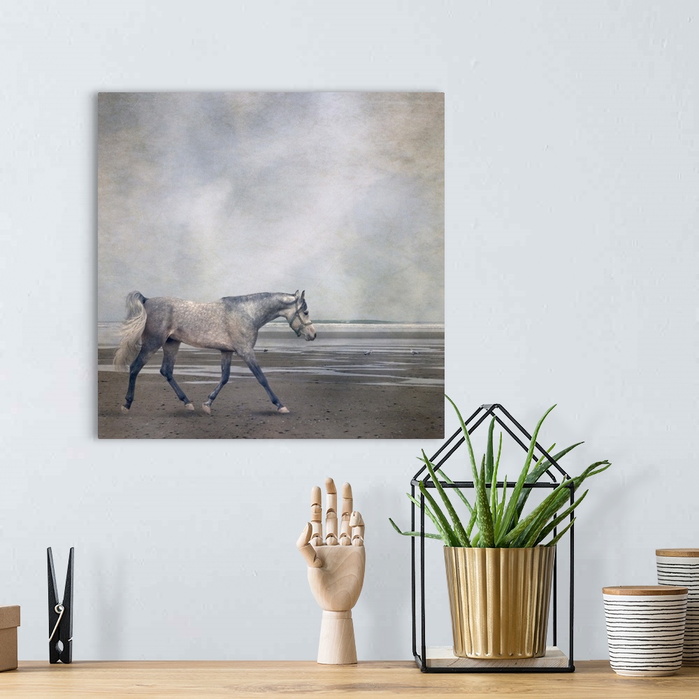 A bohemian room featuring Grey arabian horse trotting along beach. Texturized.