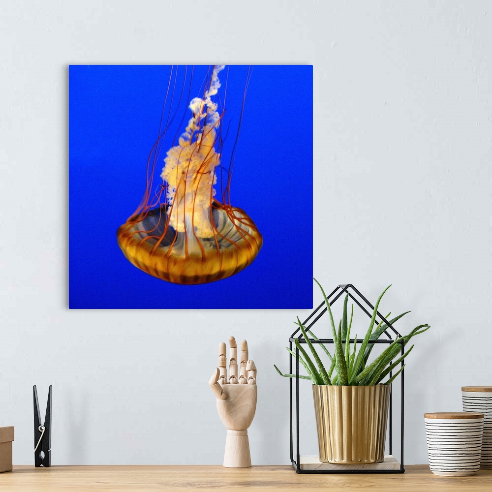 A bohemian room featuring Close-up of jelly fish with blue background.