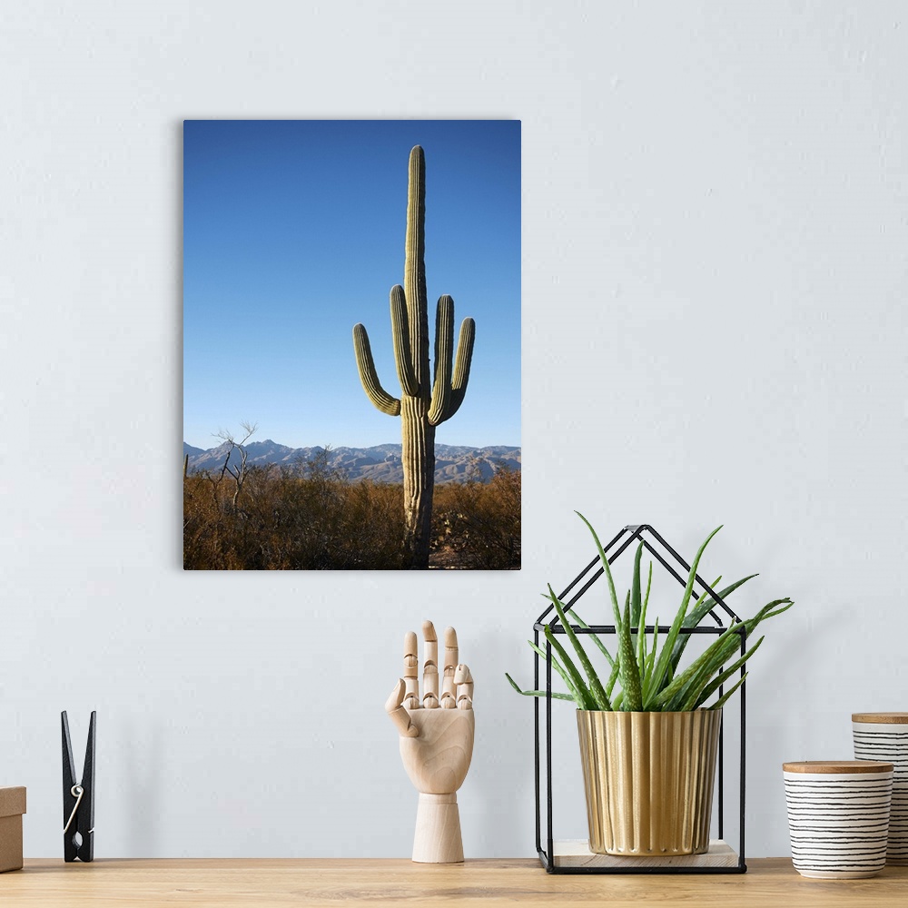 A bohemian room featuring Saguaro Cactus (Carnegiea gigantea) in Southern Arizona.