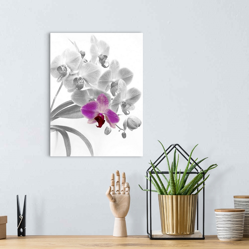 A bohemian room featuring Spray of pink phalaenopsis orchids digitally changed to shades of grey with one orchid restored t...