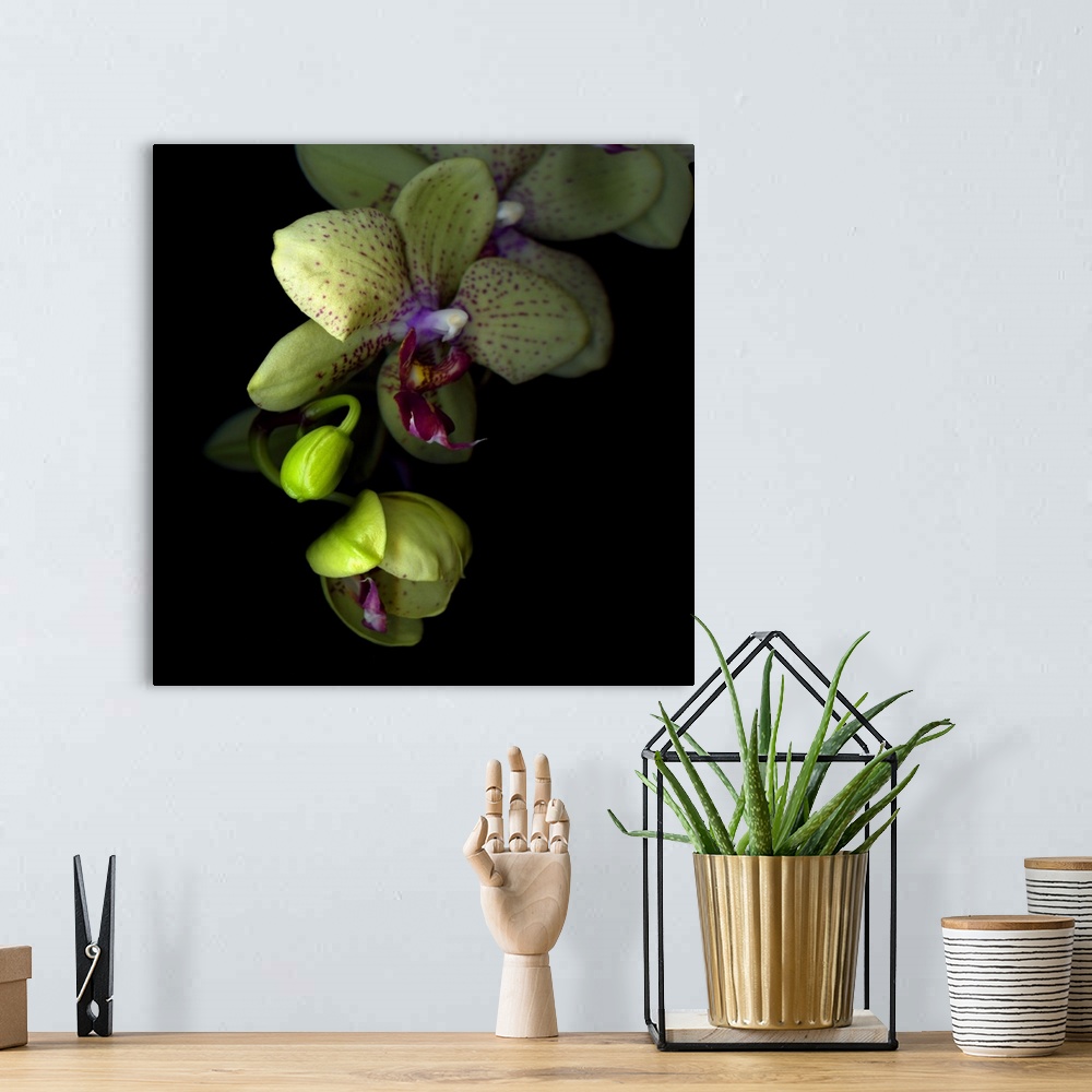 A bohemian room featuring Orchids against dark background.