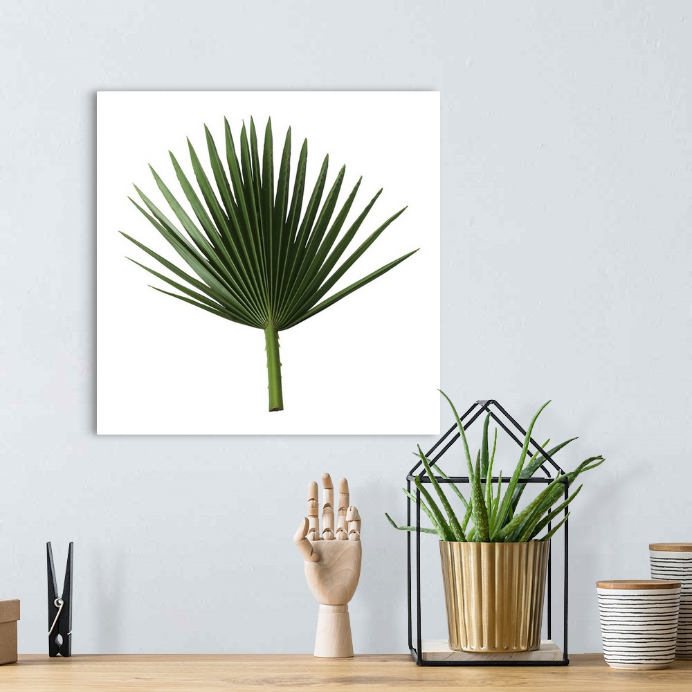 A bohemian room featuring Palm frond