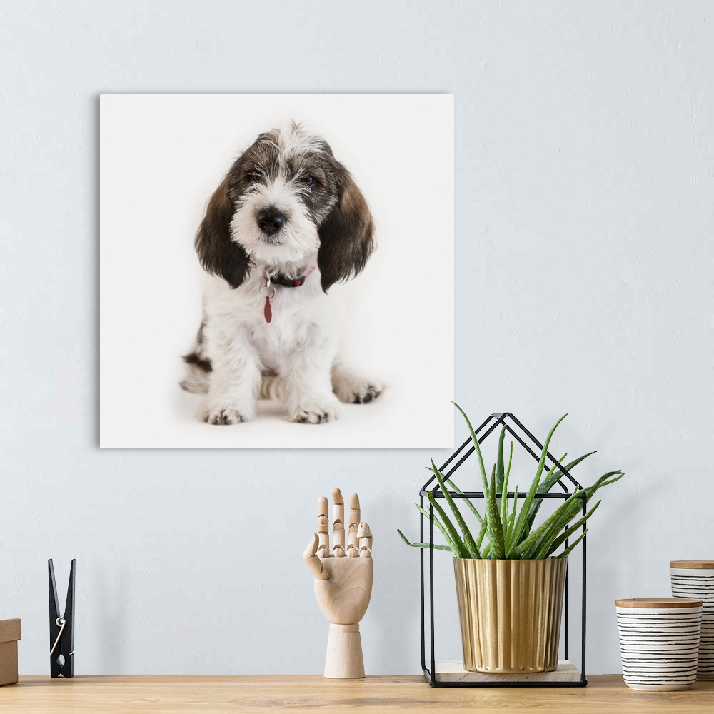 A bohemian room featuring Innocent pet dog seeks new loving home