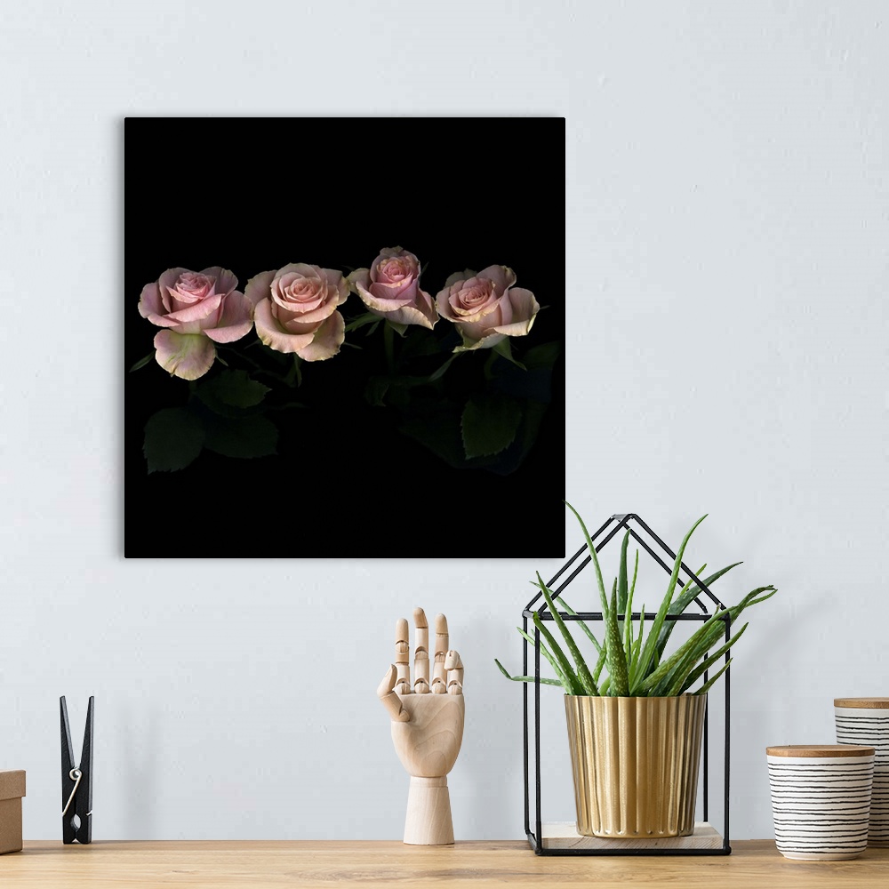 A bohemian room featuring Pink roses on black background.