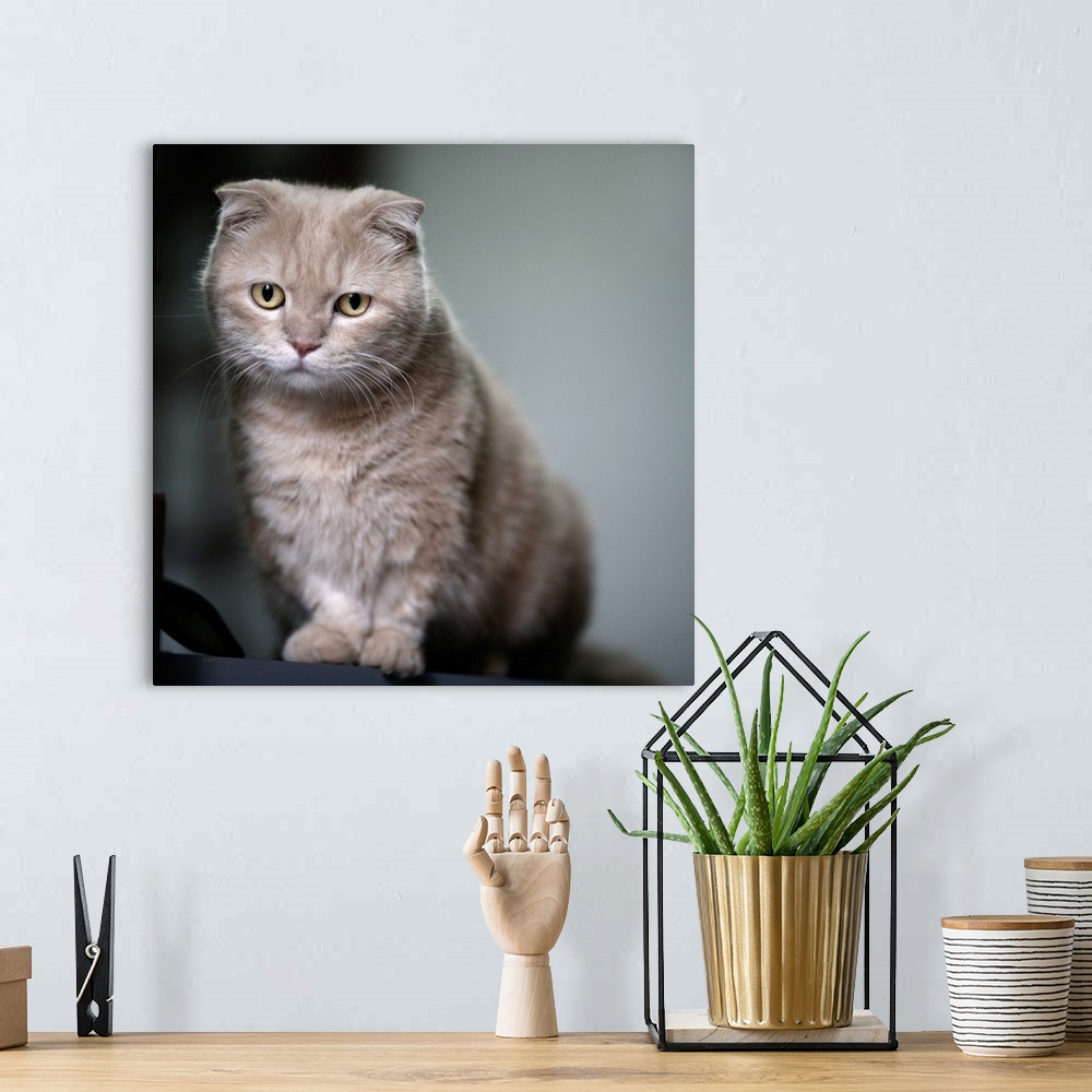 A bohemian room featuring Portrait of cat sitting.