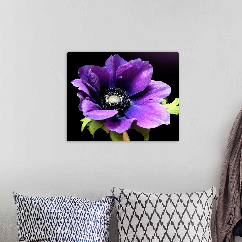 A bohemian room featuring Close up floral photo of a purple Anemone flower in full bloom on a solid background.